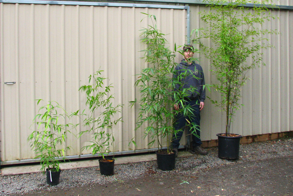 Bamboo Price List Bamboo Garden